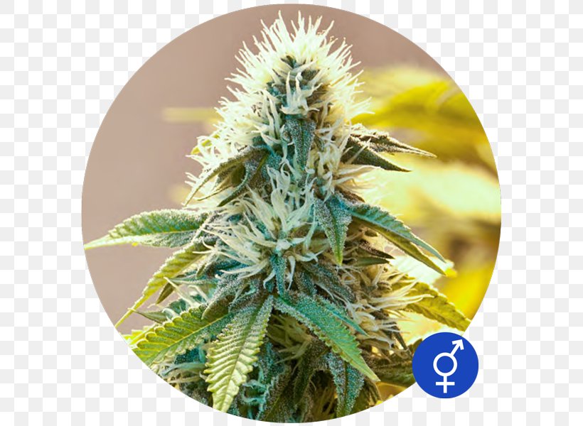 Cannabis White Widow Seed Kush Bulldog, PNG, 600x600px, Cannabis, Bulldog, Cannabis Sativa, Dr Chronic, Grow Shop Download Free