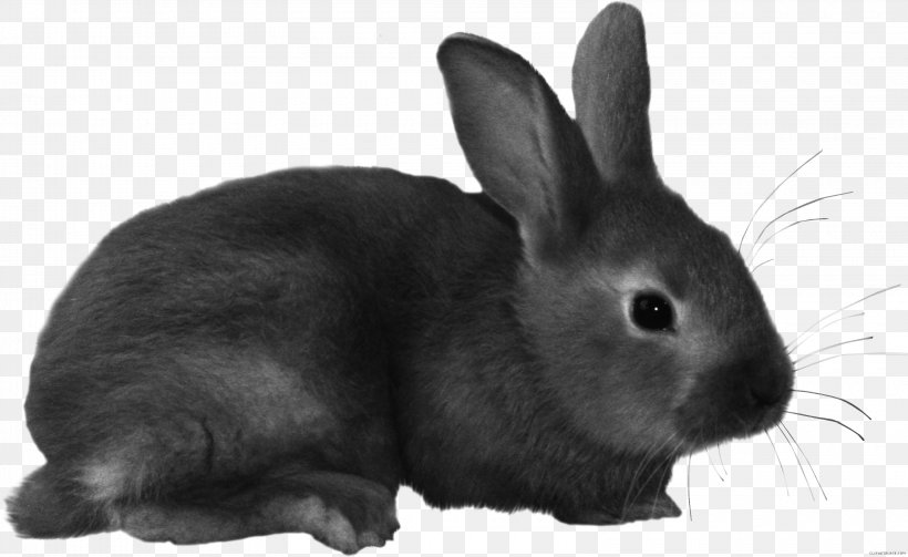 European Rabbit Domestic Rabbit Clip Art Hare, PNG, 3160x1940px, European Rabbit, Black, Black And White, Domestic Rabbit, Dwarf Rabbit Download Free