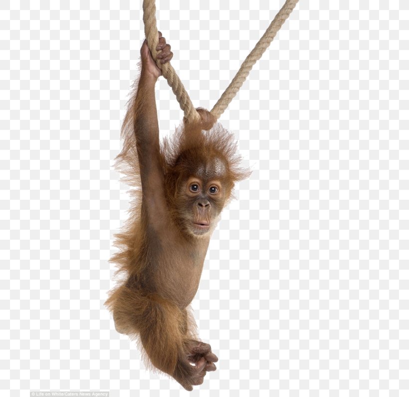 Gorilla Orangutan Baby Baby Orangutans Sumatran Orangutan Chimpanzee, PNG, 700x795px, Gorilla, Animal, Arboreal, Baby Orangutans, Chimpanzee Download Free