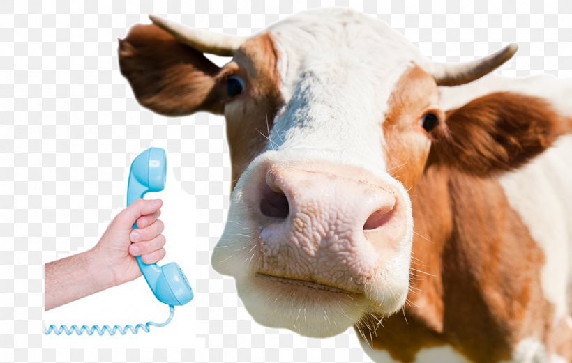 Holstein Friesian Cattle Jersey Cattle Milk Dairy Livestock, PNG, 1039x661px, Holstein Friesian Cattle, Agriculture, Animal Slaughter, Cattle, Cattle Like Mammal Download Free
