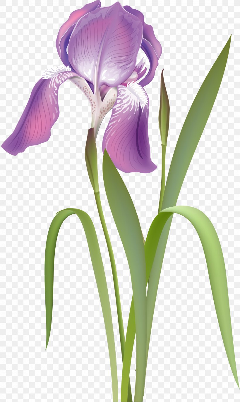 Irises Flower Plant Rhododendron, PNG, 2395x4000px, Irises, Cut Flowers, Drawing, Flower, Flowering Plant Download Free