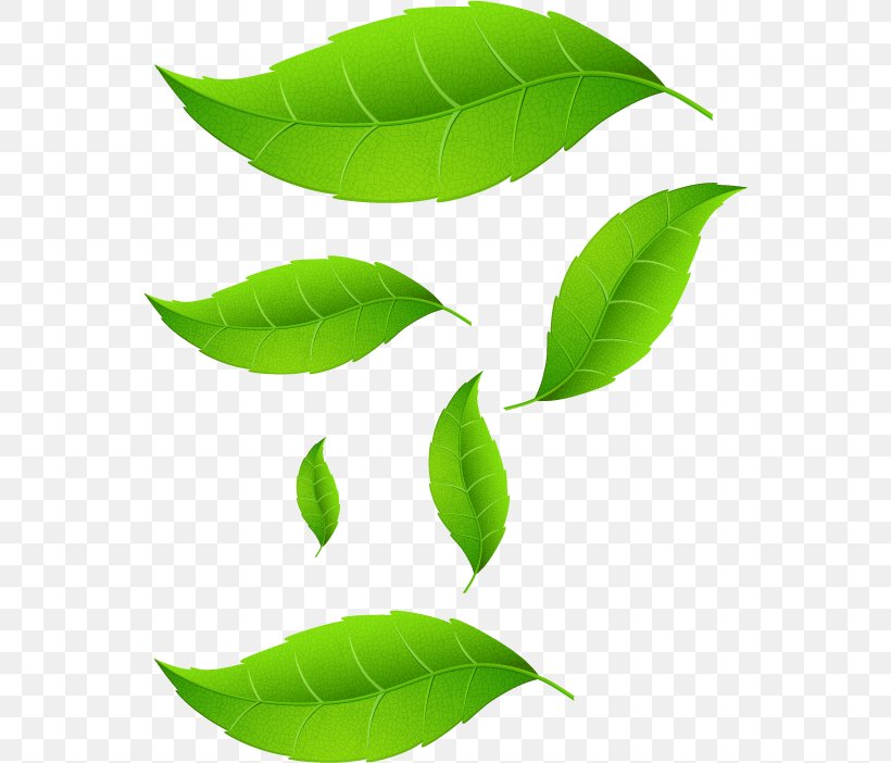 Leaf Plant Stem, PNG, 556x702px, Leaf, Green, Plant, Plant Stem Download Free