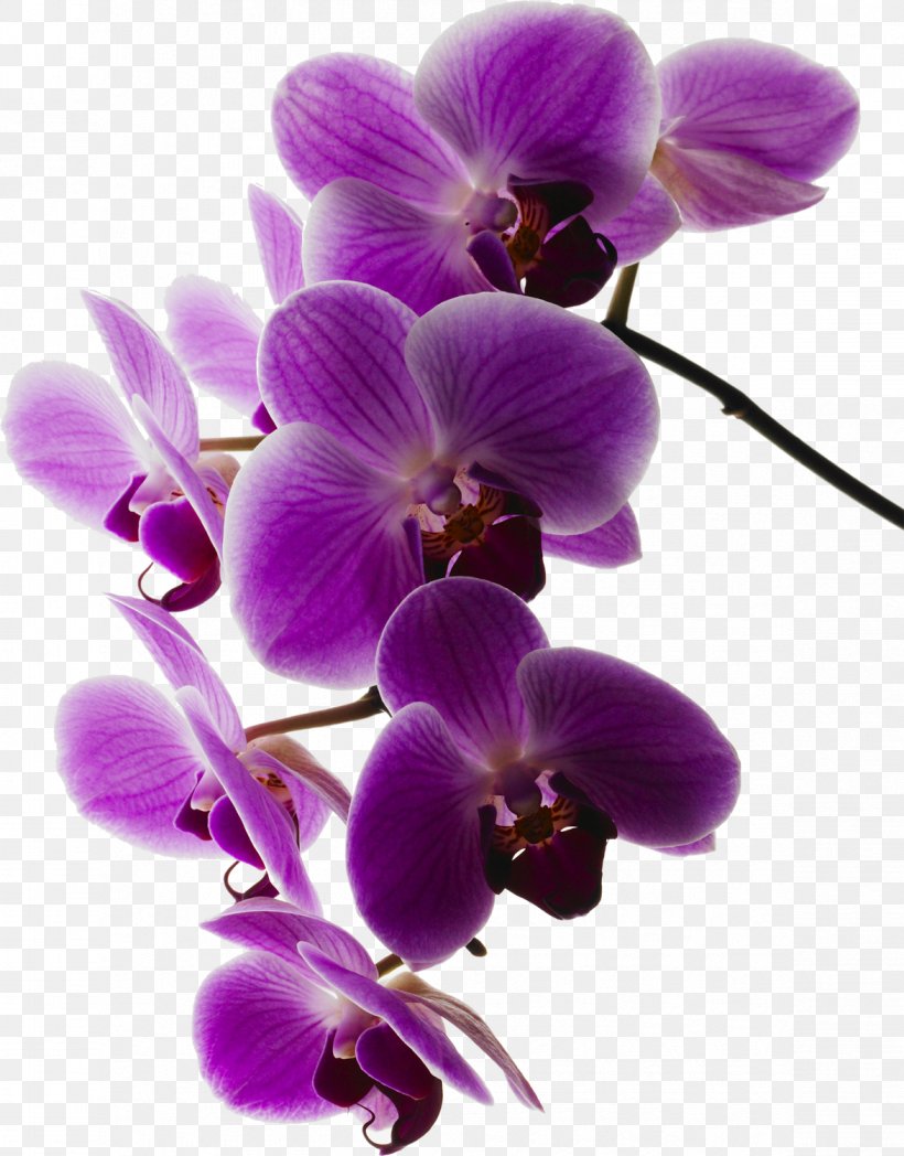 Moth Orchids Art.com, PNG, 1173x1500px, Orchids, Allposterscom, Art, Artcom, Canvas Download Free