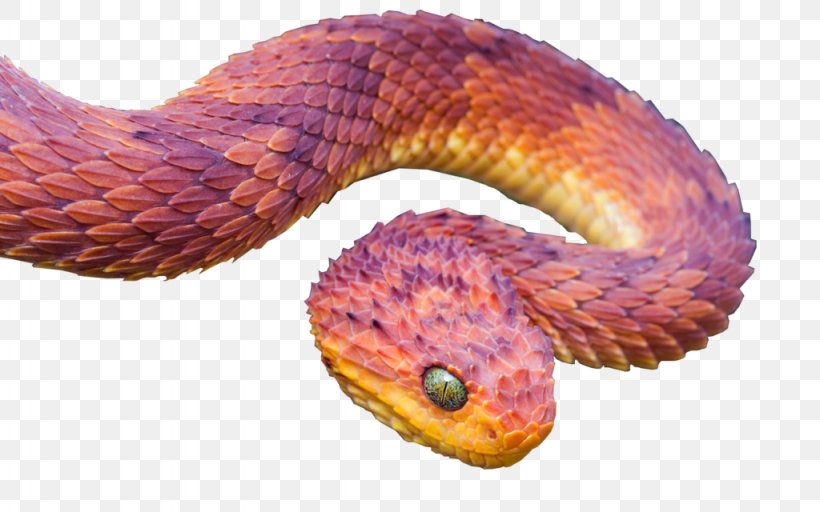 Snake Atheris Squamigera Atheris Hispida Atheris Chlorechis Reptile, PNG, 1024x640px, Snake, Atheris Chlorechis, Atheris Hispida, Atheris Squamigera, Bothriechis Download Free