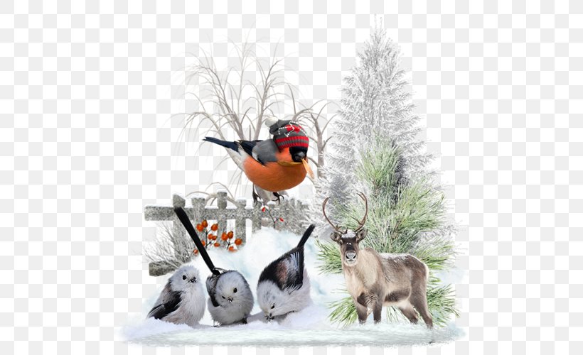 Bird Winter Beak, PNG, 500x500px, Watercolor, Cartoon, Flower, Frame, Heart Download Free
