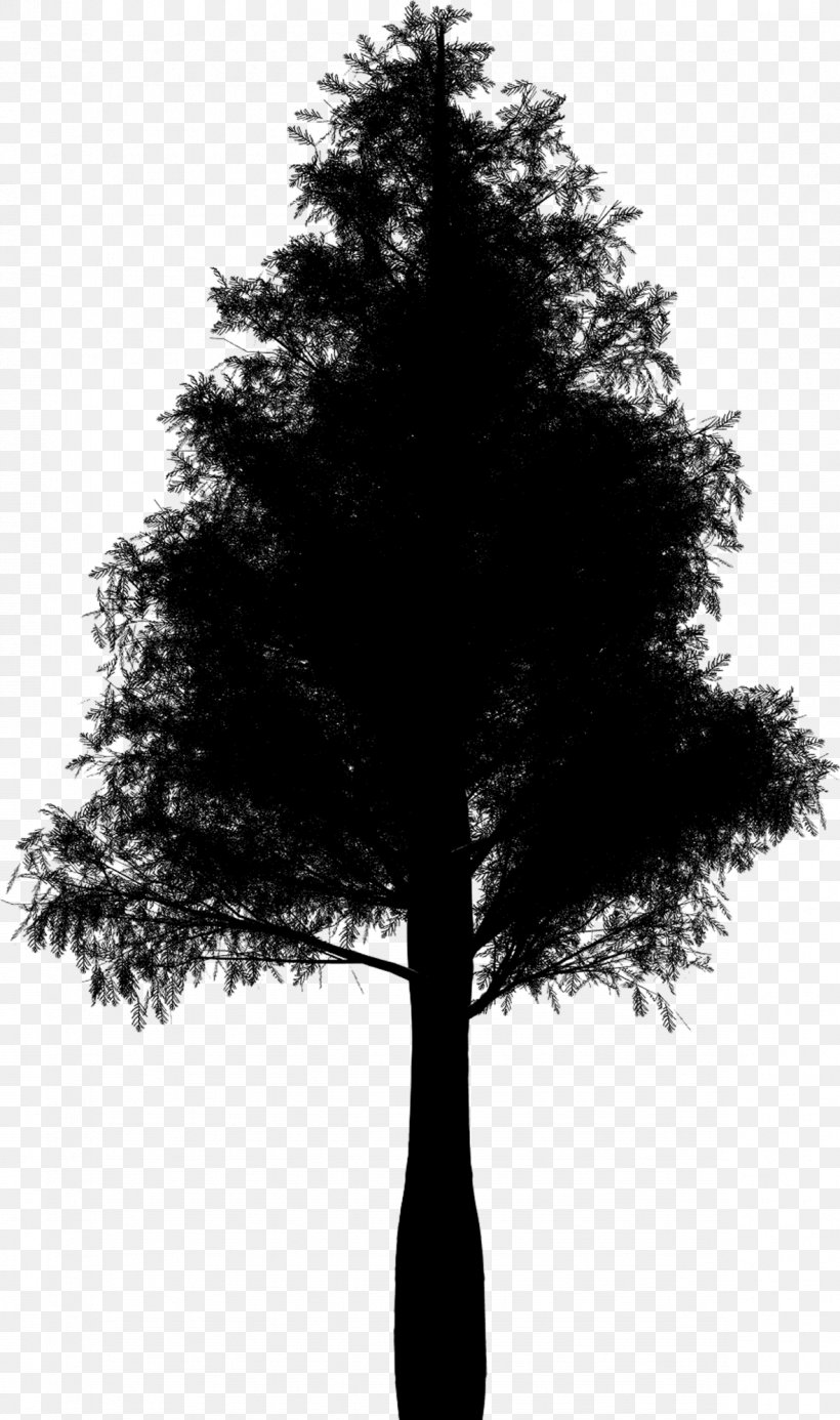 Fir Conifers Spruce Botany Tree, PNG, 1181x1997px, Fir, American Larch, Bigtree, Blackandwhite, Botany Download Free