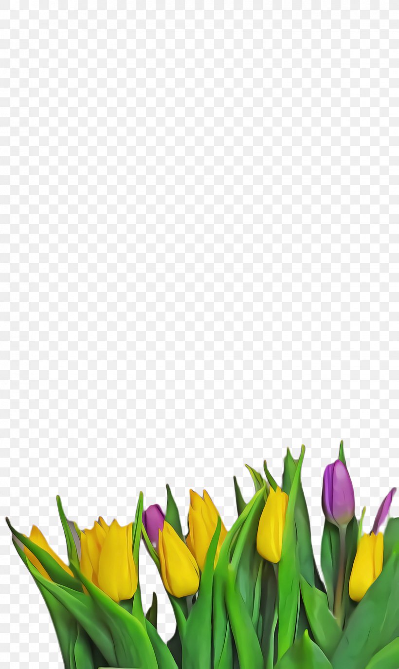 Lily Flower Cartoon, PNG, 1544x2588px, Tulip, Blossom, Botany, Bud, Calla Lily Download Free