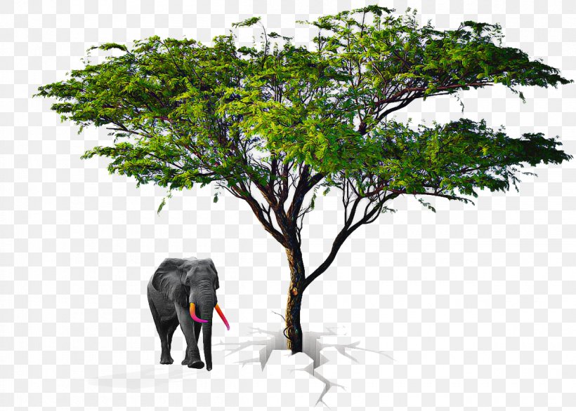African Tree, PNG, 1200x858px, Indian Elephant, African Elephant, Animal, Branch, Branching Download Free