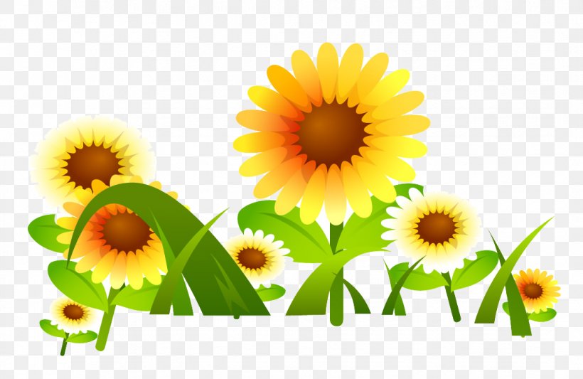 Common Sunflower Drawing, PNG, 1071x697px, Common Sunflower, Annual Plant, Daisy, Daisy Family, Drawing Download Free