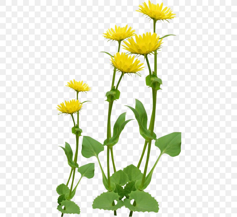 Ping, PNG, 436x753px, Ping, Animaatio, Annual Plant, Daisy Family, Dandelion Download Free