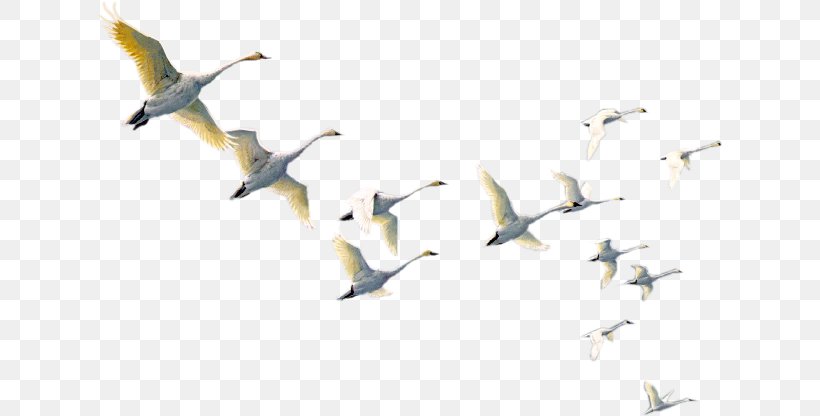 Qeshm Island Bird Qeshm, Hormozgan Cygnini Goose, PNG, 626x416px, Qeshm Island, Animal Migration, Beak, Bird, Bird Migration Download Free