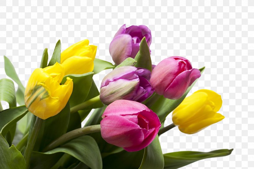 Tulip Holy Wednesday Blessing, PNG, 1600x1066px, Tulip, Blessing, Bud, Crocus, Cut Flowers Download Free