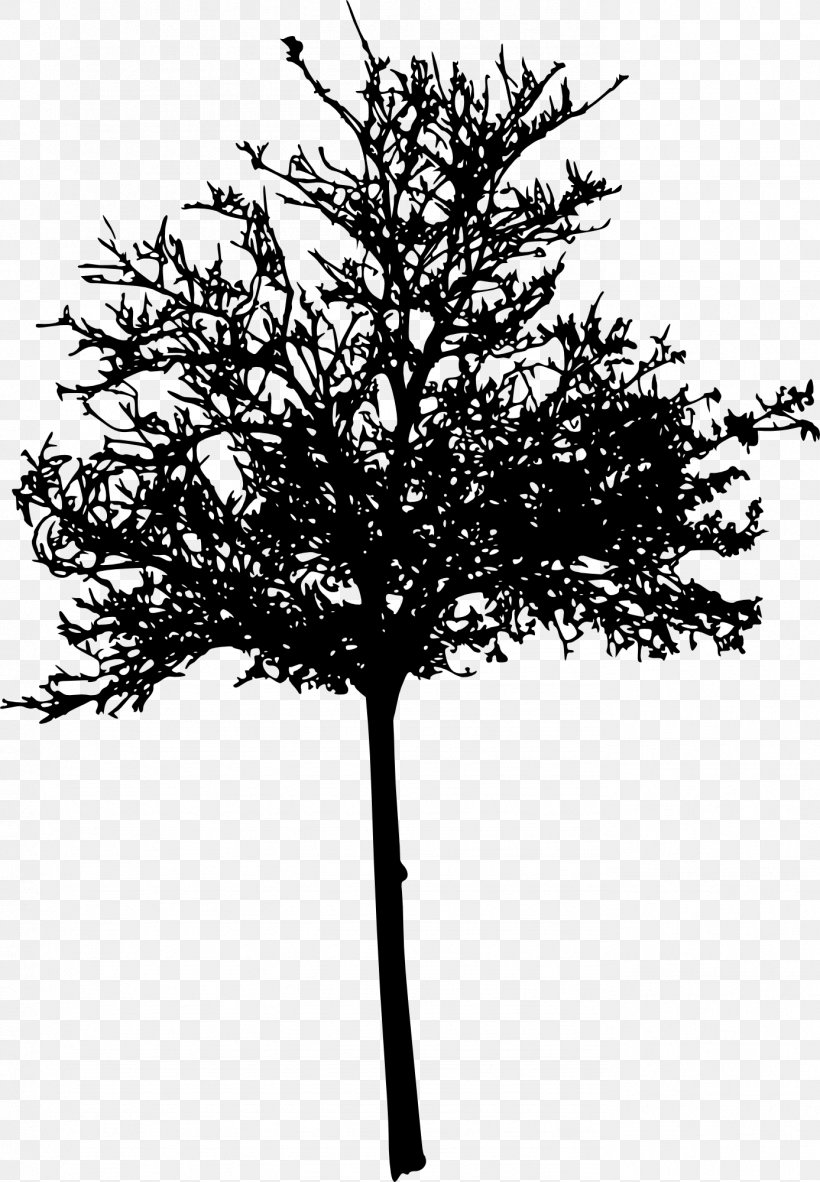 Wichita Tree Woody Plant Twig Silhouette, PNG, 1387x2000px, Wichita, Black And White, Branch, Coaching, Leaf Download Free