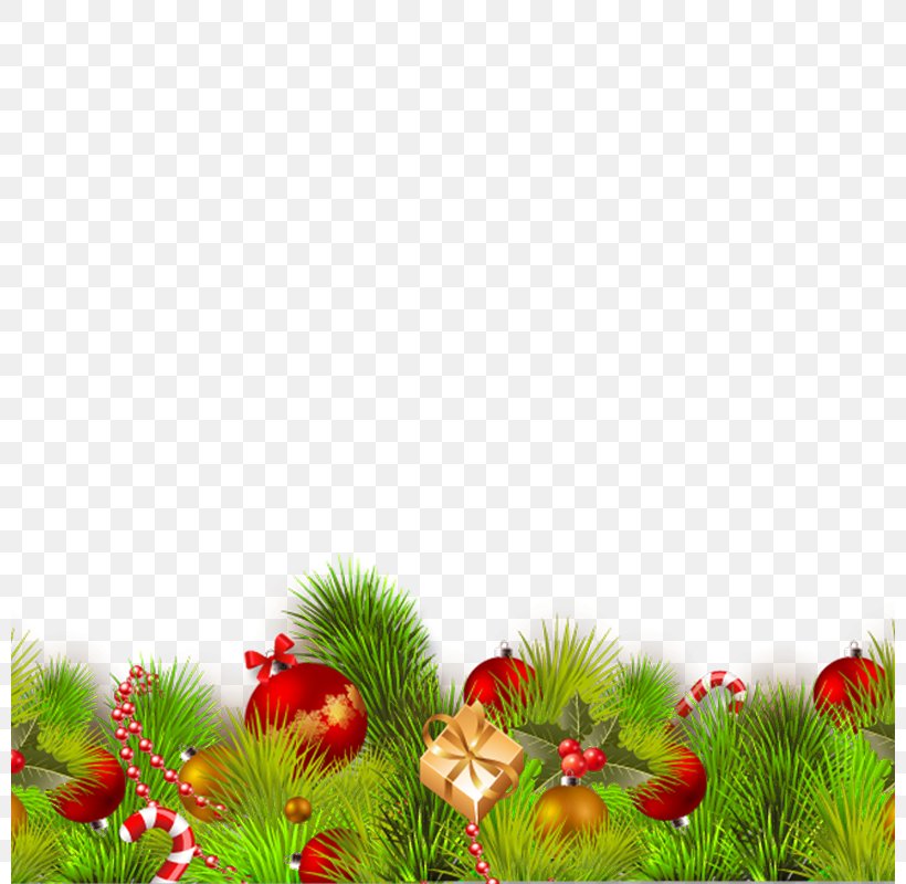 Christmas Download Computer File, PNG, 800x800px, Flower, Branch, Christmas, Christmas Decoration, Conifer Download Free