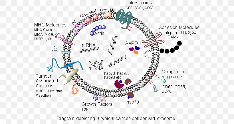 Exosome Cancer Research UK Transforming Growth Factor Beta Prostate Cancer, PNG, 583x436px, Exosome, Area, Art, Body Jewelry, Cancer Download Free