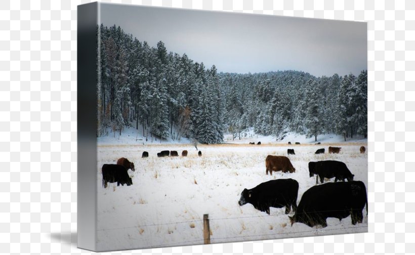 Cattle Snow Winter Tree Freezing, PNG, 650x504px, Cattle, Cattle Like Mammal, Dagens Nyheter, Freezing, Landscape Download Free