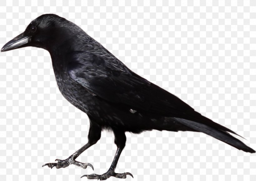Common Raven Crow Clip Art, PNG, 1143x809px, Common Raven, American Crow, Beak, Bird, Crow Download Free