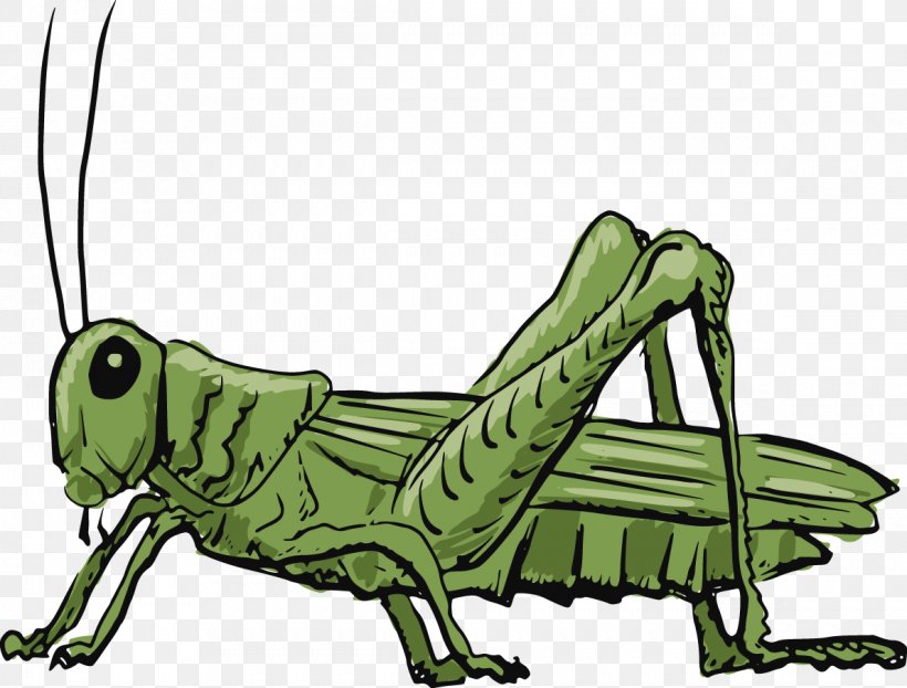 Grasshopper Clip Art, PNG, 1189x902px, Grasshopper, Amphibian, Cartoon, Cricket, Cricket Like Insect Download Free