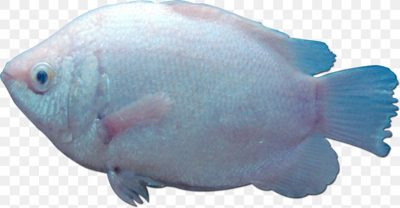 Fish Gill Marine Biology Sea, PNG, 1673x871px, Fish, Animal, Aqua, Blue, Coral Reef Fish Download Free