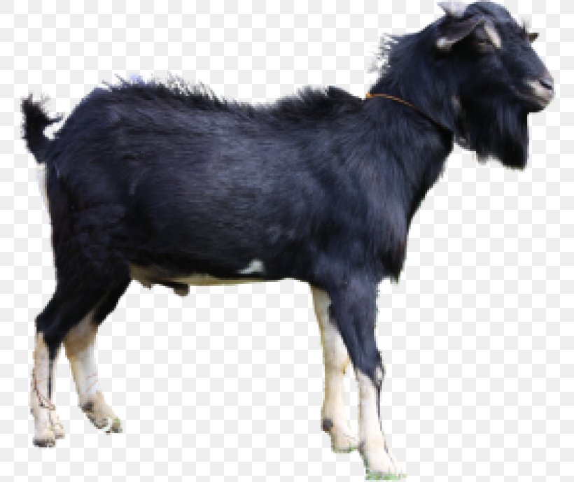 Jamnapari Goat Boer Goat Ahuntz Kalahari Red Cattle, PNG, 768x689px, Jamnapari Goat, Ahuntz, Aqiqah, Boer Goat, Cattle Download Free