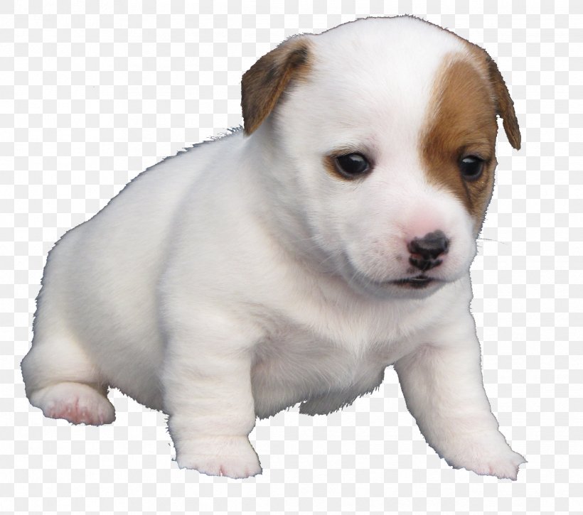 Quil Ceda Veterinary Clinic Jack Russell Terrier Dog Breed Puppy, PNG, 2432x2153px, Jack Russell Terrier, Breed, Carnivoran, Companion Dog, Dog Download Free