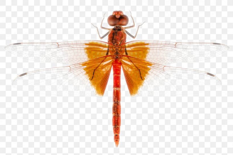 Scarlet Dragonfly Insect Stock Photography, PNG, 1100x733px, Insect, Arthropod, Crocothemis, Dragonflies And Damseflies, Dragonfly Download Free