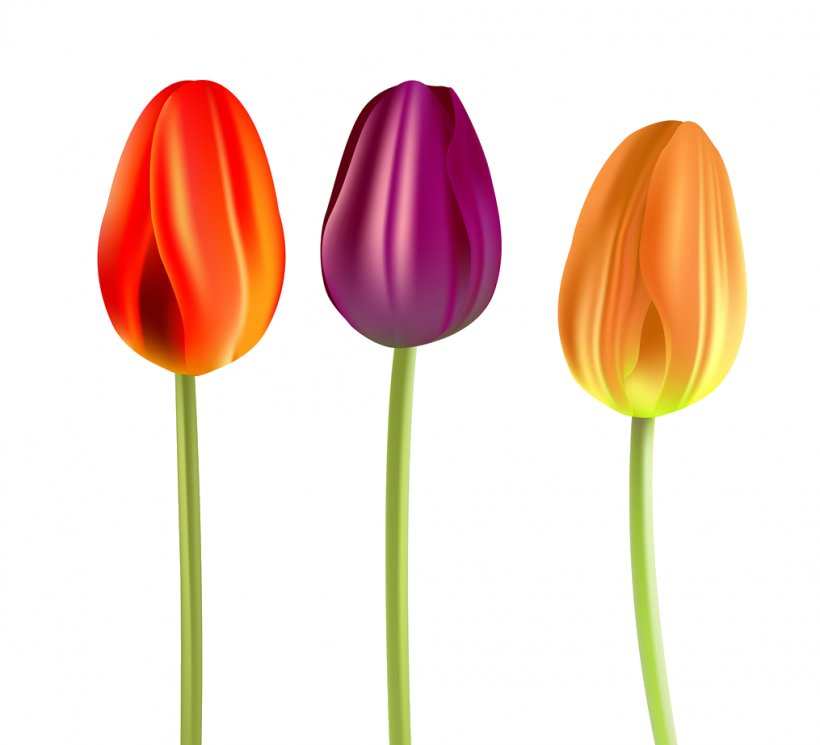 Tulip Flower Petal Plant Stem, PNG, 1015x923px, Tulip, Blog, Depositphotos, Flower, Flowering Plant Download Free