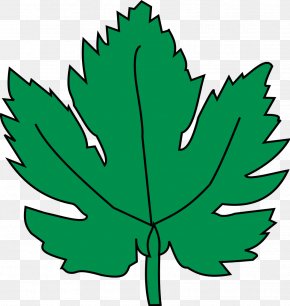 Grape - Common Grape Vine Grape Leaves Leaf Clip Art PNG