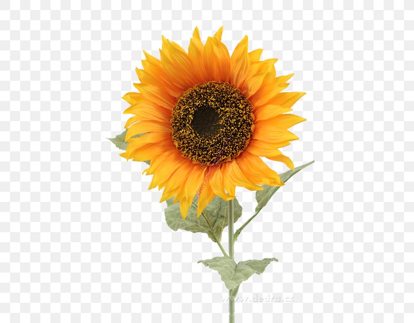 Common Sunflower Vase Ceramic Artificial Flower, PNG, 427x640px, Common Sunflower, Annual Plant, Apartment, Artificial Flower, Asterales Download Free
