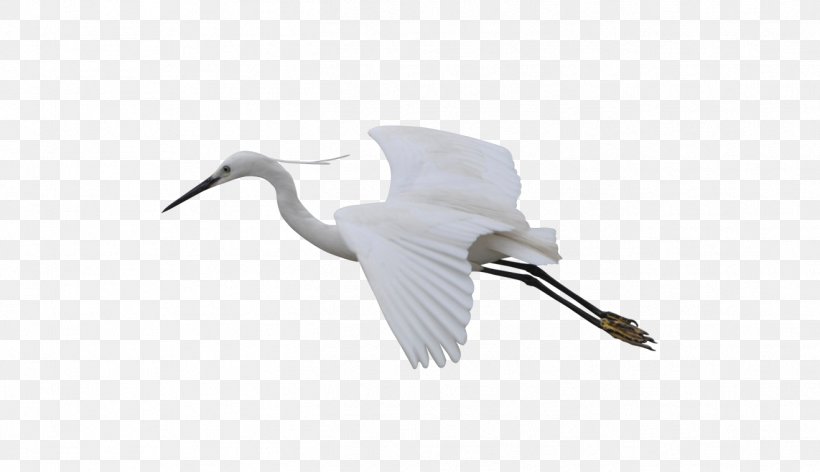 Cygnini Bird Crane Feather Beak, PNG, 1318x760px, Cygnini, Beak, Bird, Crane, Crane Like Bird Download Free