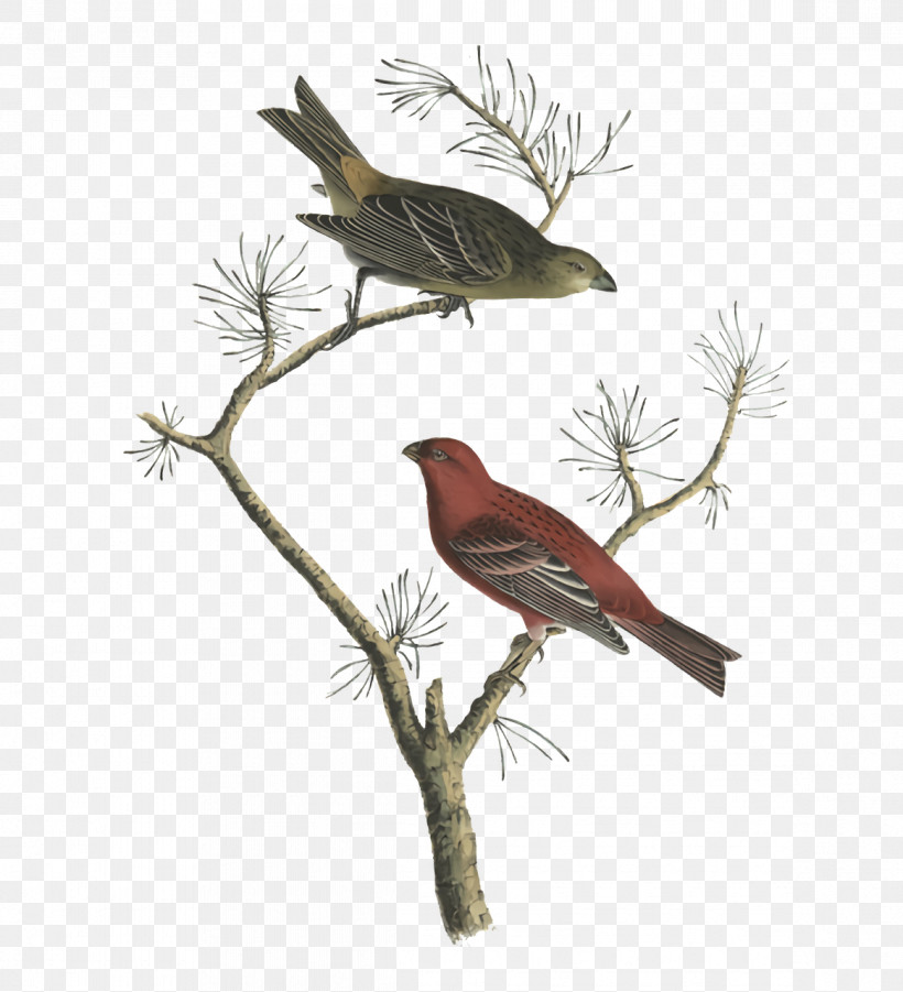 Feather, PNG, 1164x1280px, Finches, Beak, Cuckoos, Feather, Songbirds Download Free