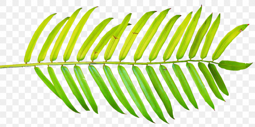 Leaf Plant Line Vascular Plant Tree, PNG, 1024x512px, Leaf, Line, Plant, Tree, Vascular Plant Download Free