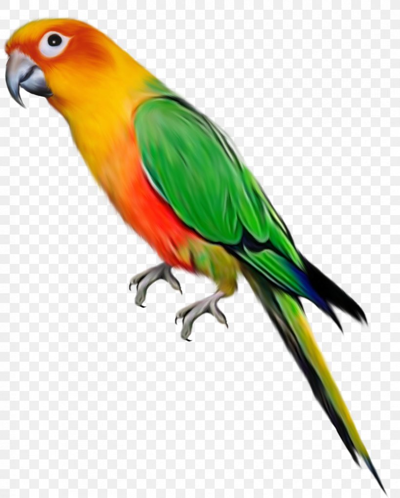 Parrot Lovebird Clip Art, PNG, 828x1029px, Parrot, Beak, Bird, Bluecollared Parrot, Common Pet Parakeet Download Free