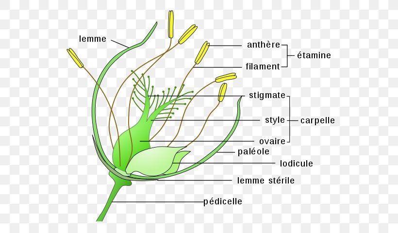 Perianth Flower Pollination Anatomy Ovary, PNG, 591x480px, Perianth, Anatomy, Anemophily, Commodity, Definition Download Free