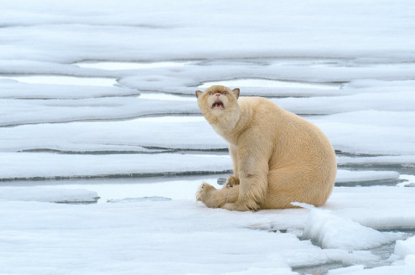 Polar Bear Arctic Dog Cat, PNG, 1600x1065px, Polar Bear, Animal, Arctic, Arctic Ocean, Bear Download Free