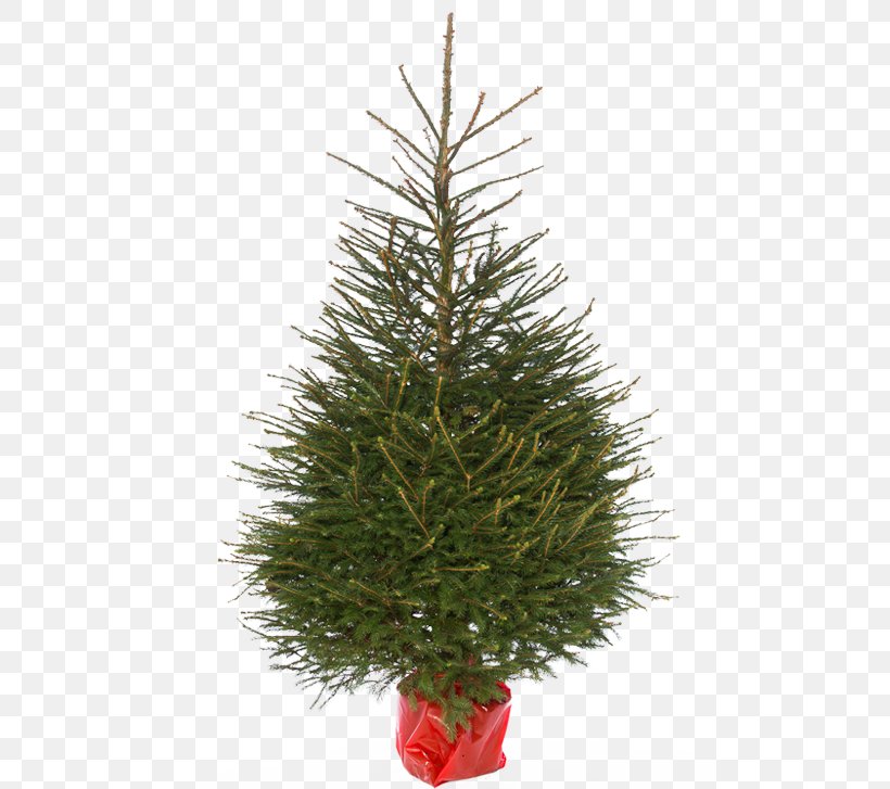Spruce Christmas Ornament Christmas Tree Fir Pine, PNG, 500x727px, Spruce, Christmas, Christmas Decoration, Christmas Ornament, Christmas Tree Download Free