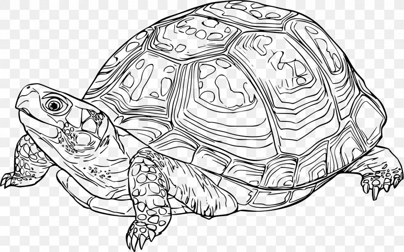 Turtle Drawing Line Art Reptile Clip Art, PNG, 2400x1502px, Turtle, Art, Box Turtle, Box Turtles, Chelydridae Download Free