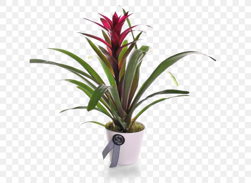 Bromelia Houseplant Rosette Guzmania Lingulata, PNG, 626x600px, Bromelia, Aechmea, Aechmea Fasciata, Artificial Flower, Bromeliaceae Download Free