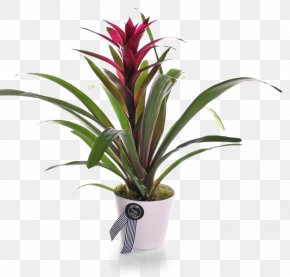 Plant - Bromelia Houseplant Rosette Guzmania Lingulata PNG