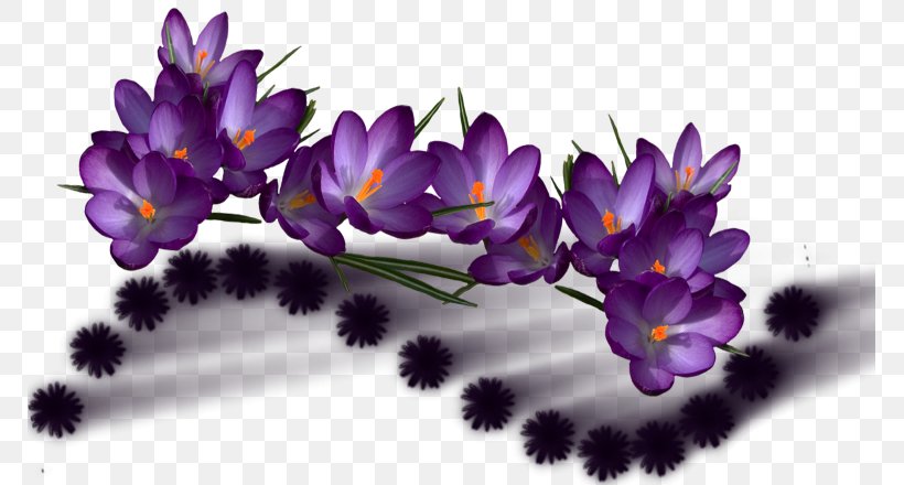 Flower Violet Color Purple, PNG, 769x440px, Flower, Color, Crocus, Flora, Flowering Plant Download Free