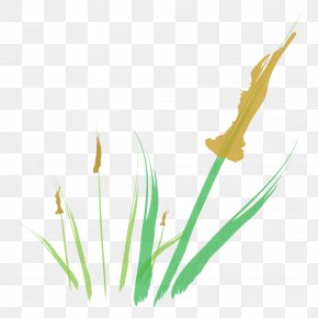 Leaf - Grasses Desktop Wallpaper Leaf Plant Stem Petal PNG