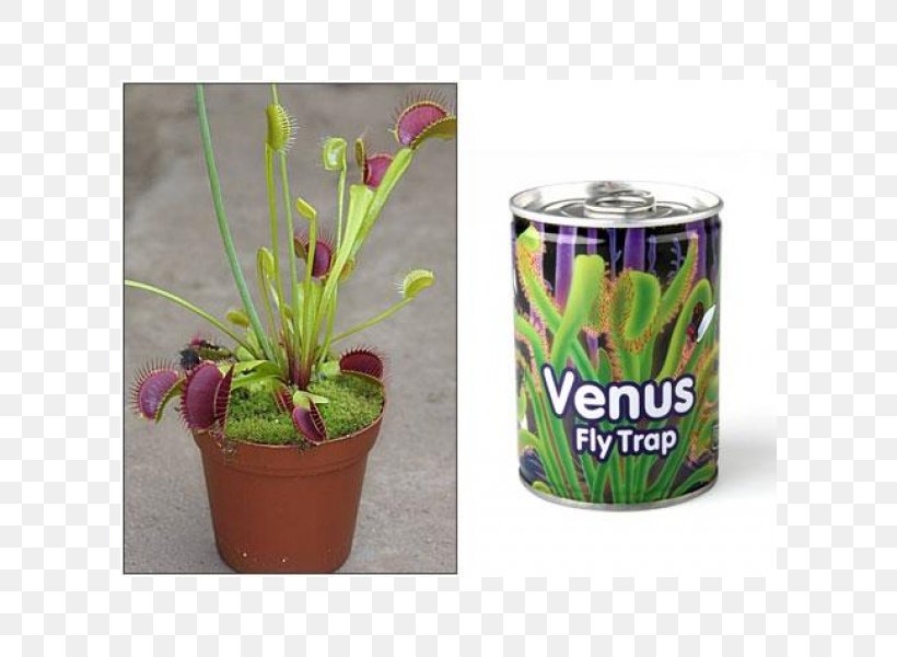 Venus Flytrap Carnivorous Plant Pitcher Plant, PNG, 600x600px, Venus Flytrap, Carnivore, Carnivorous Plant, Discounts And Allowances, Flowerpot Download Free