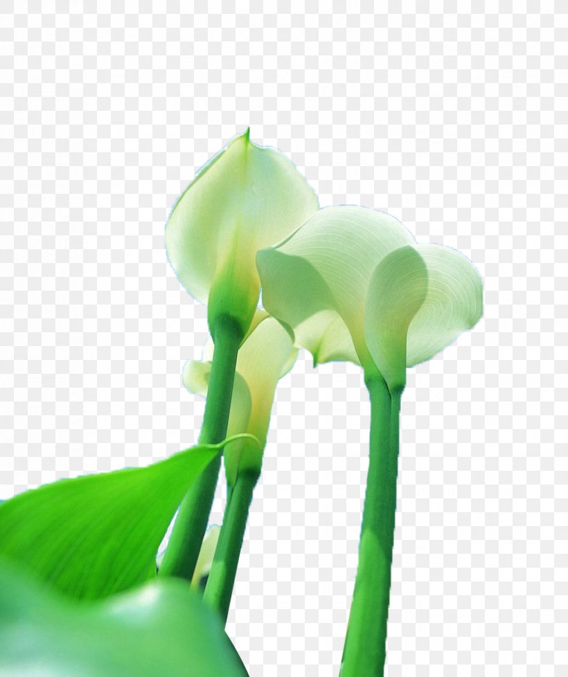 Arum-lily Callalily, PNG, 827x987px, Arumlily, Calla Lily, Callalily, Flower, Green Download Free