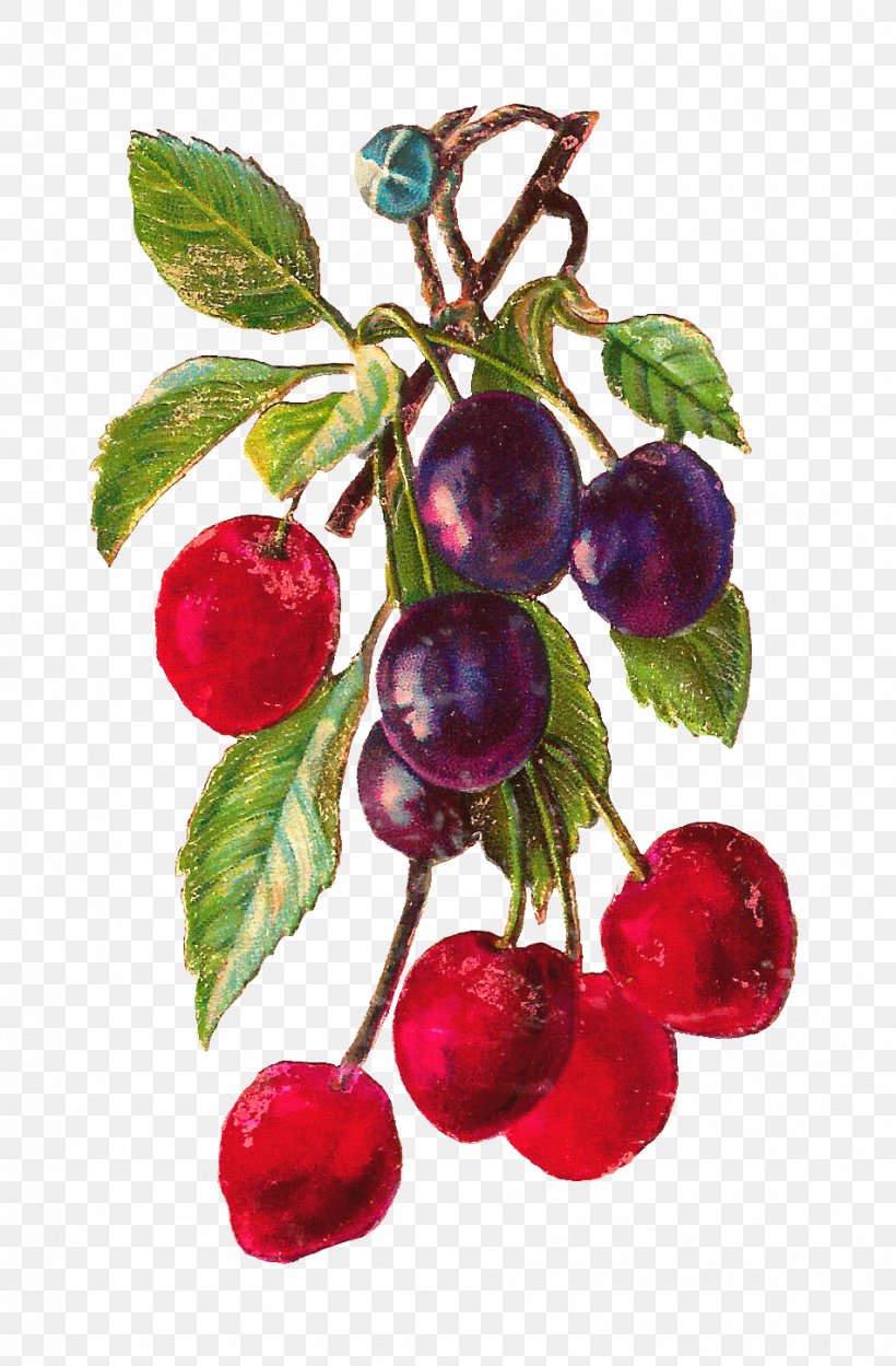 Cherry Fruit Clip Art, PNG, 951x1449px, Cherry, Apple, Berry, Bilberry, Branch Download Free