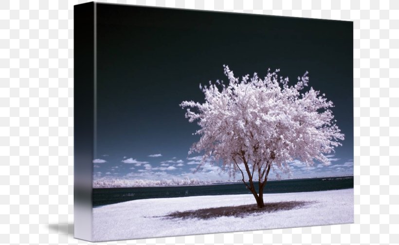 Infrared Photography Art Digital Photography, PNG, 650x503px, Infrared Photography, Art, Branch, Deviantart, Digital Photography Download Free