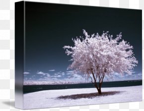 Winter Summer - Infrared Photography Art Digital Photography PNG