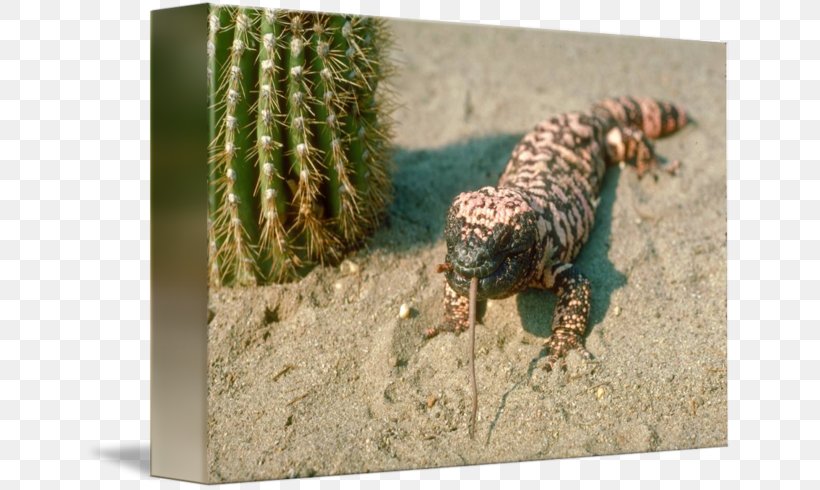 Mexican Beaded Lizard Gila Monster Reptile Snake, PNG, 650x490px, Lizard, Animal, Cactus, Fauna, Gila Monster Download Free