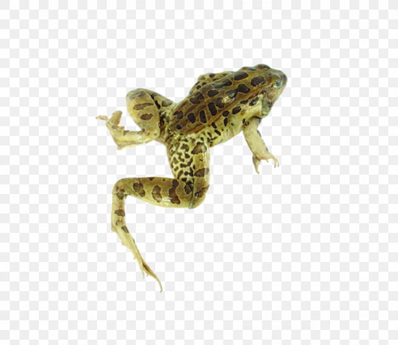 American Bullfrog Lowland Leopard Frog, PNG, 1280x1110px, American Bullfrog, Amphibian, Animal, Bullfrog, Fauna Download Free