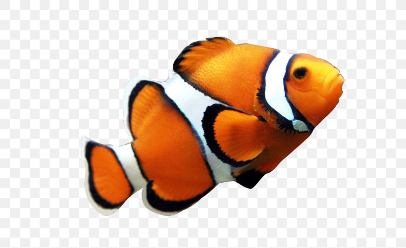 Angelfish Maroon Clownfish Clip Art, PNG, 632x501px, Angelfish, Clownfish, Drawing, Finding Nemo, Fish Download Free