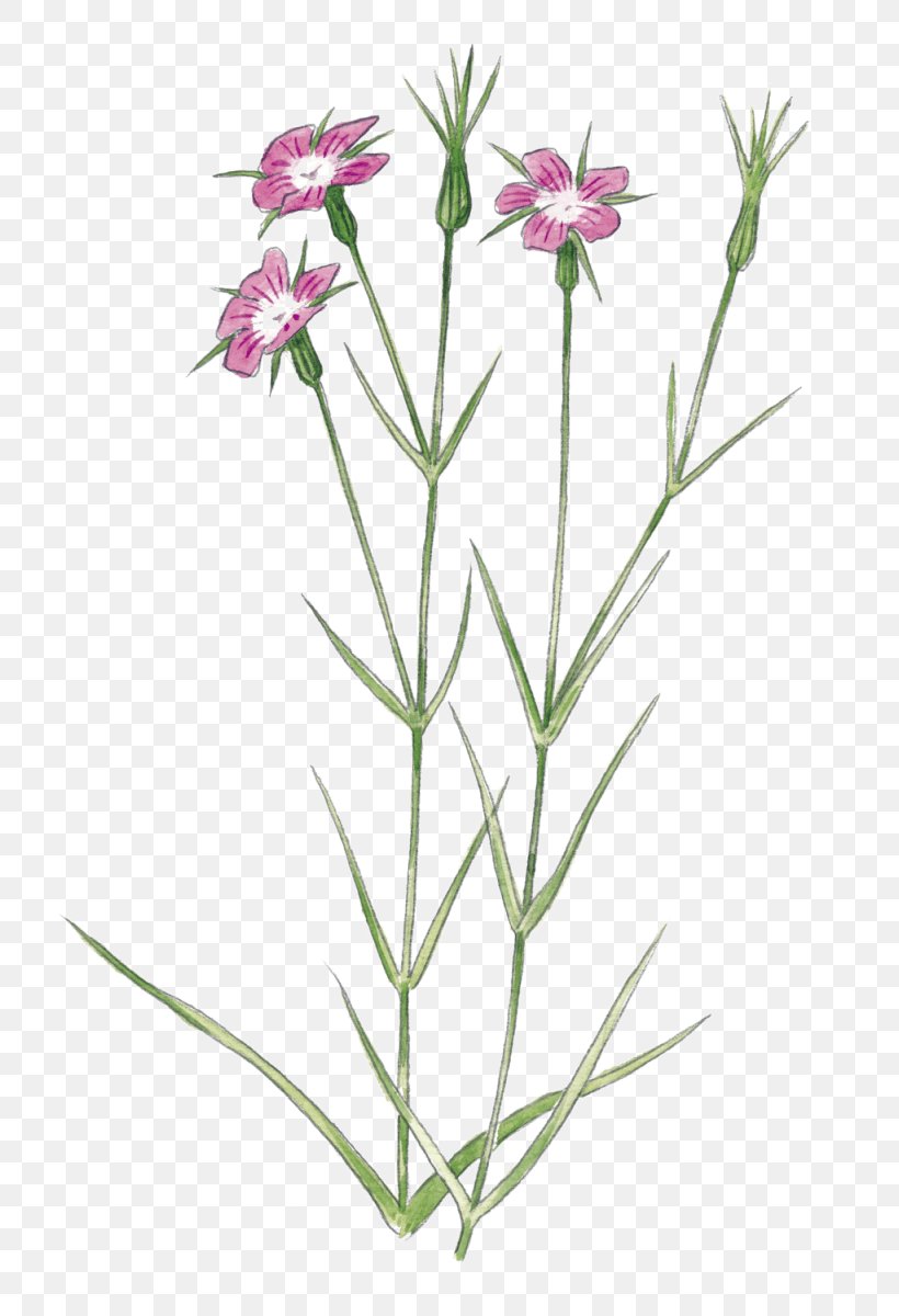 Plant Stem Wildflower Pink Garden Roses, PNG, 802x1200px, Plant Stem, Bud, Corncockle, Dianthus, Drawing Download Free